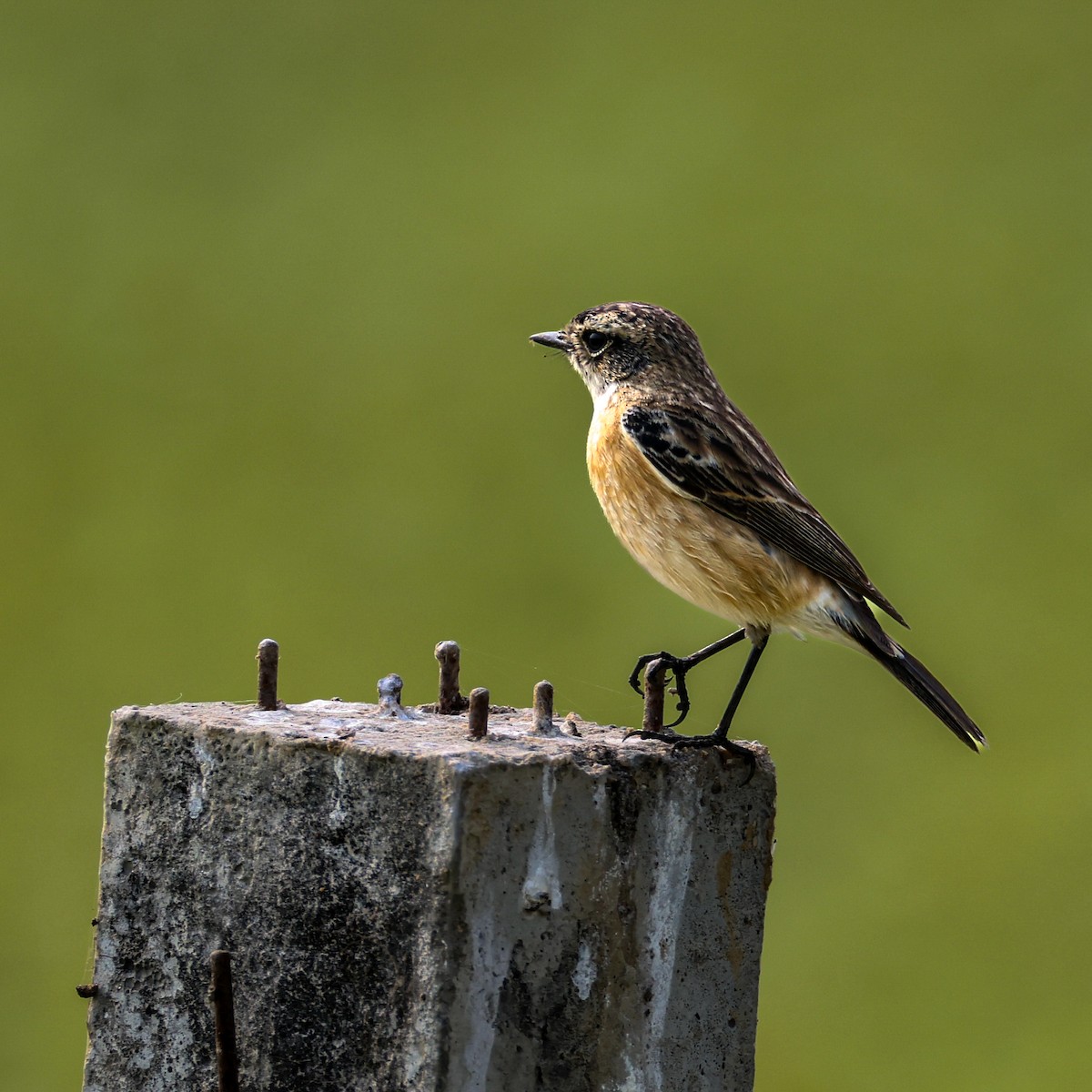 Siberian Stonechat - ML646286407