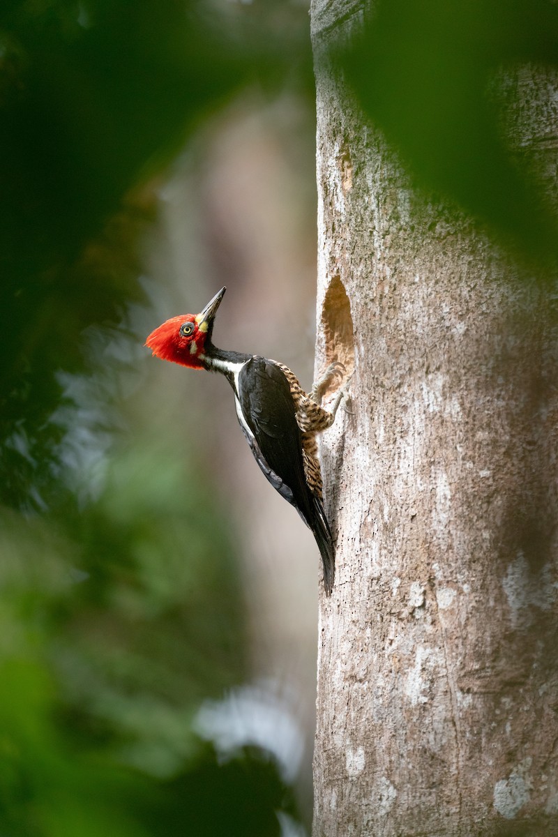 ハナジロエボシゲラ - ML646286414