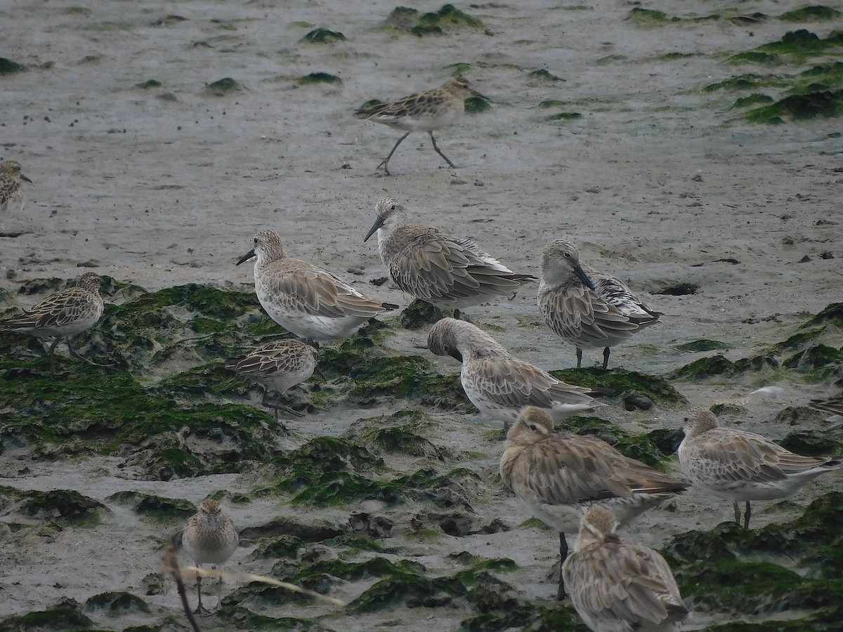 大濱鷸 - ML646286416