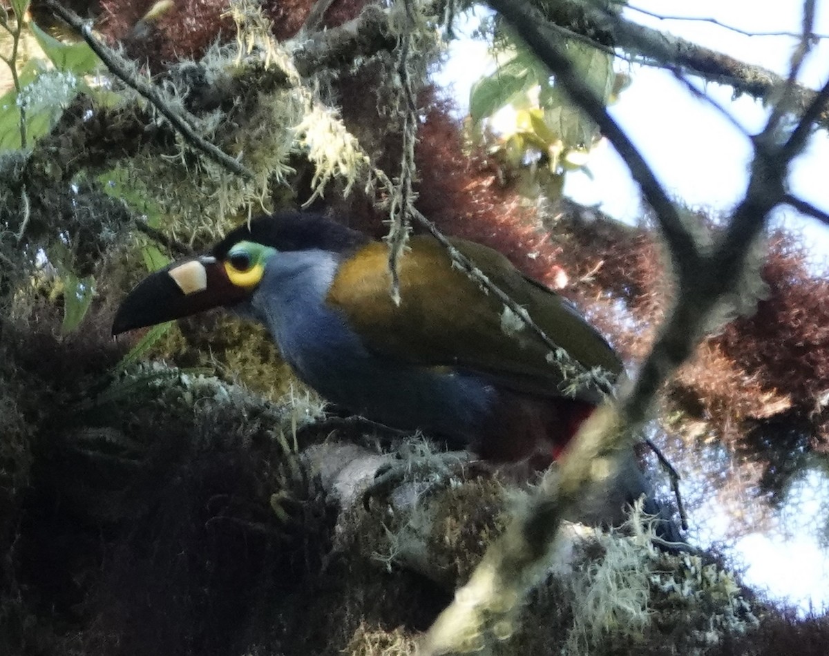 Plate-billed Mountain-Toucan - ML646286417