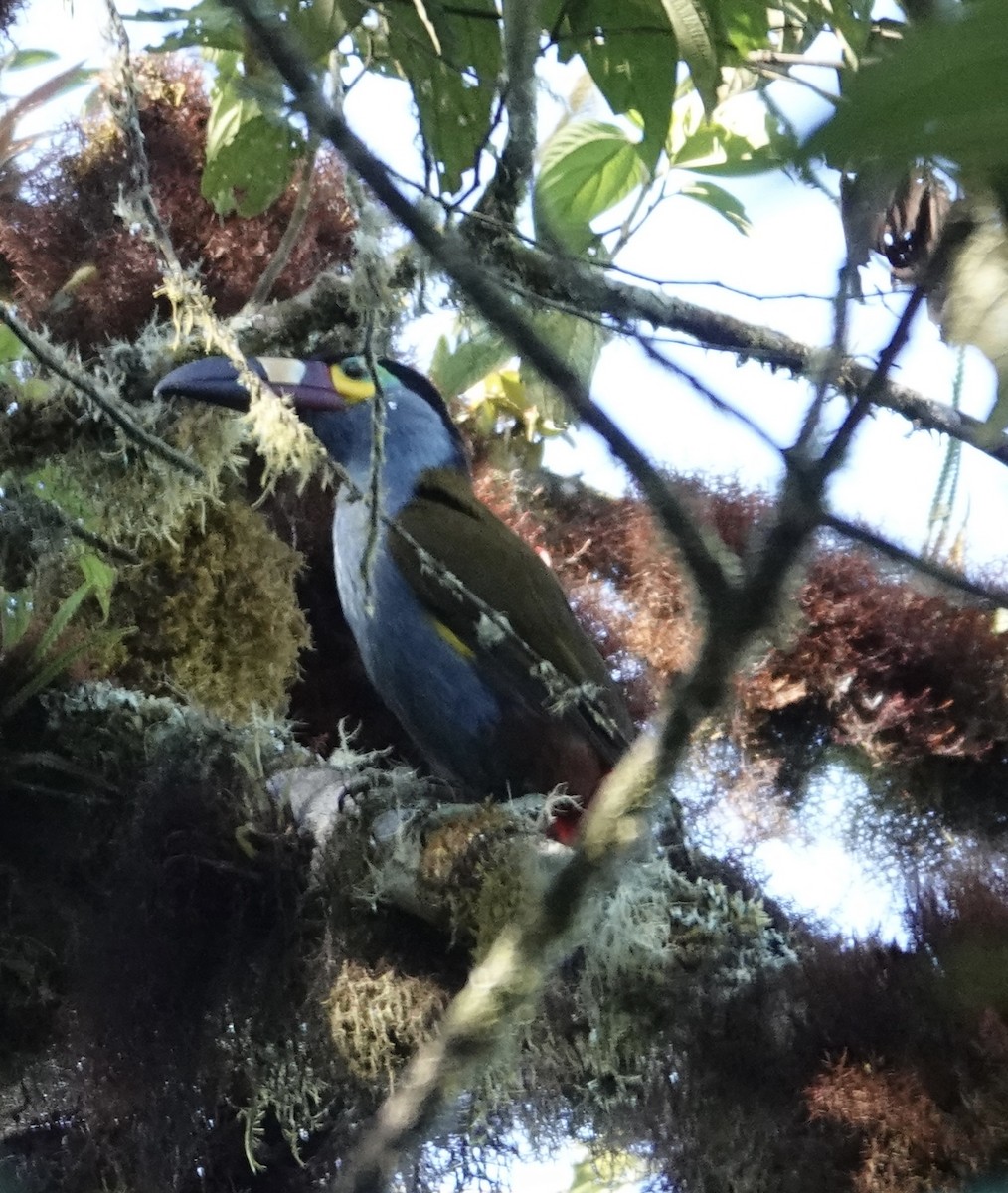 Plate-billed Mountain-Toucan - ML646286418