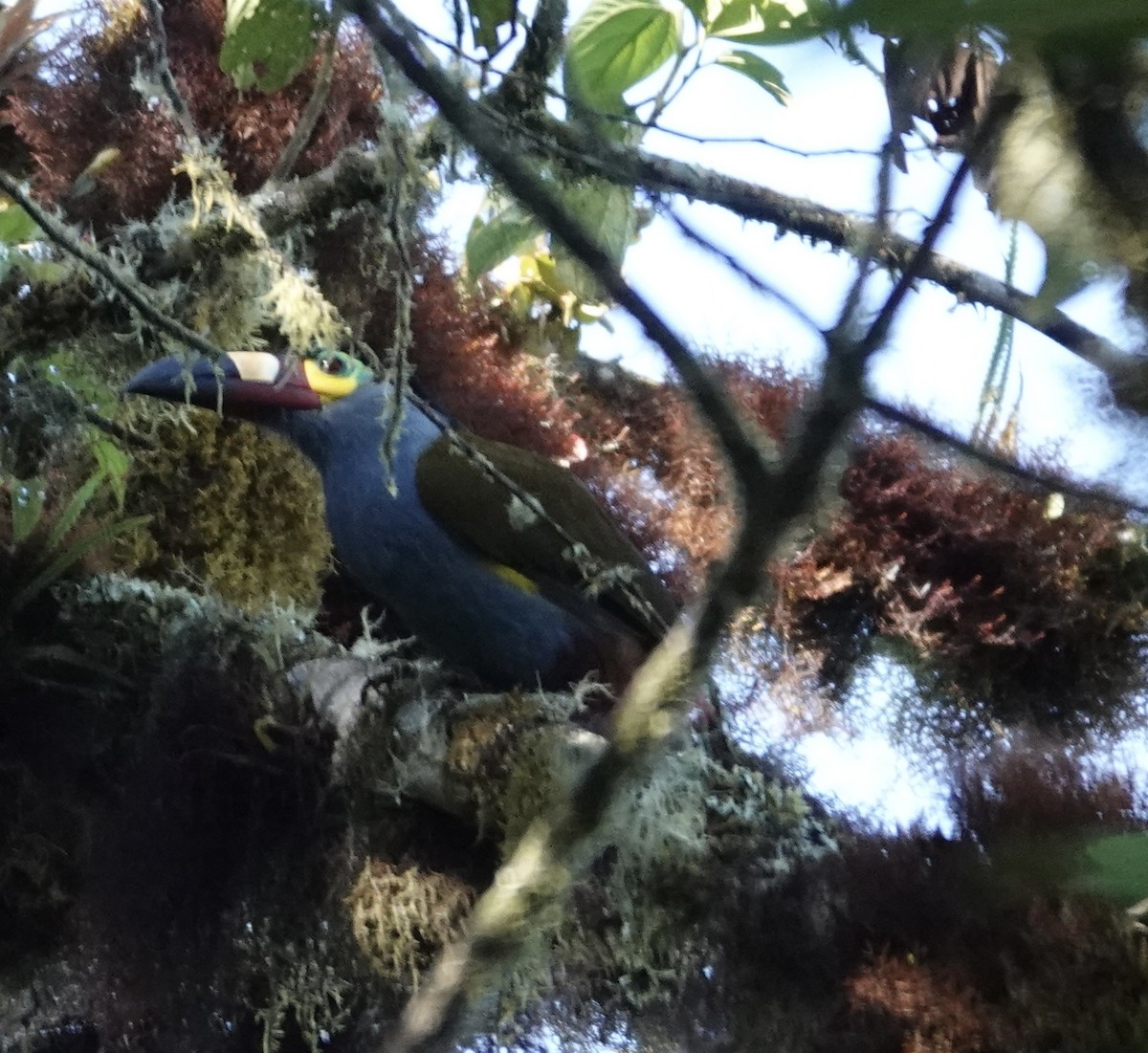 Plate-billed Mountain-Toucan - ML646286419