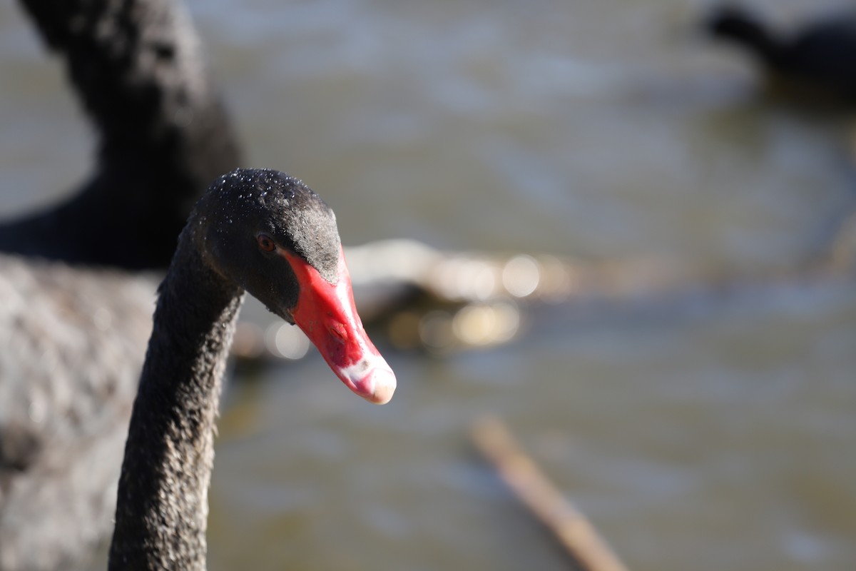 Black Swan - ML646286420