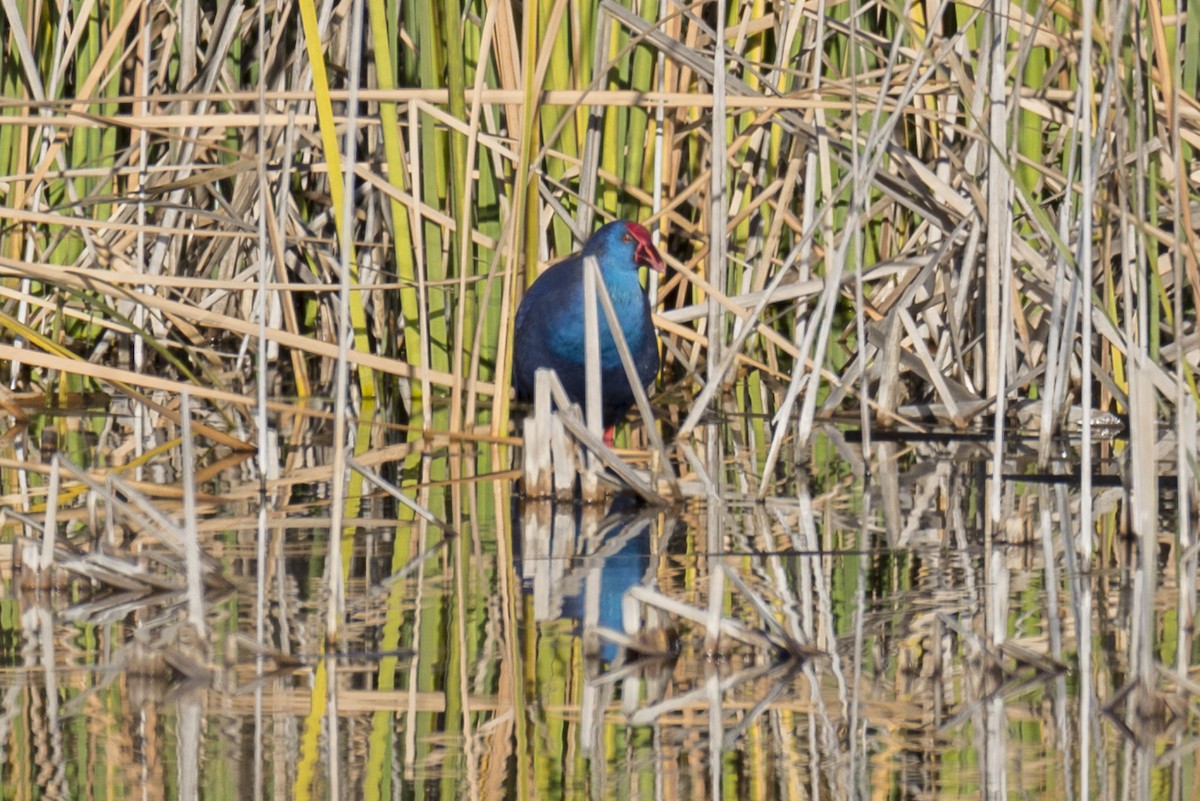 Western Swamphen - ML646286421