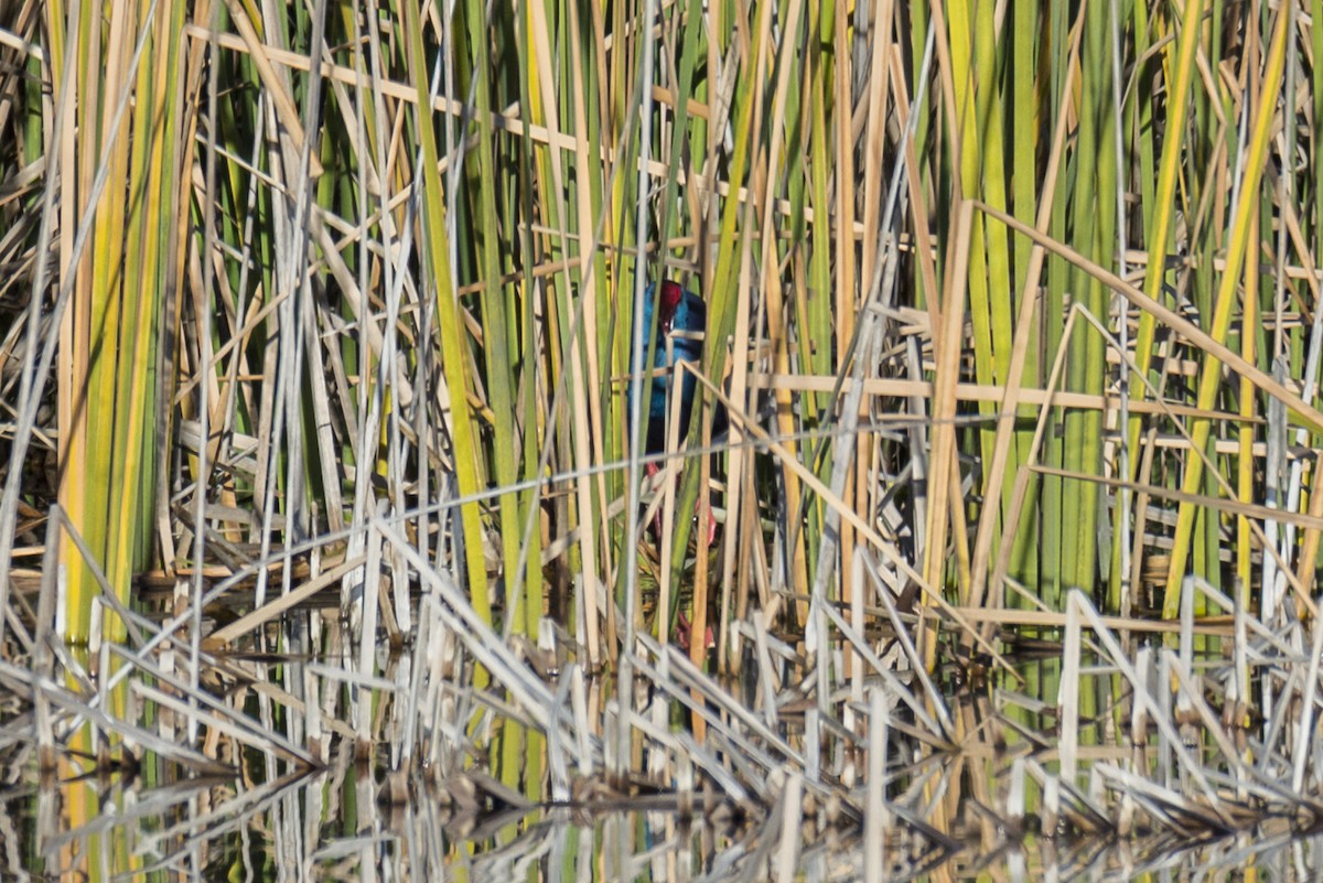 Western Swamphen - ML646286422