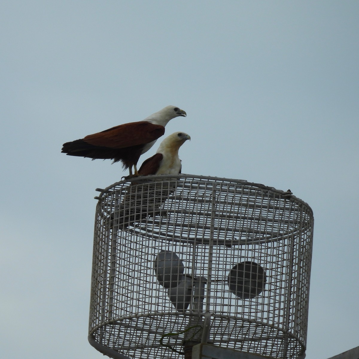 Brahminy Kite - ML646286425