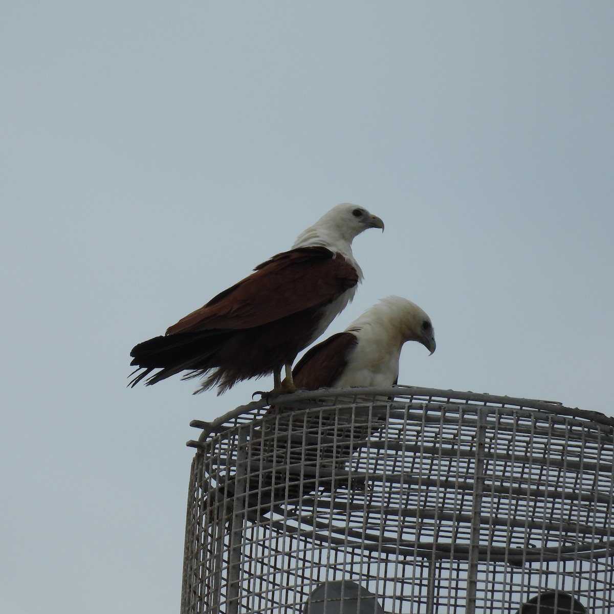 Brahminy Kite - ML646286428