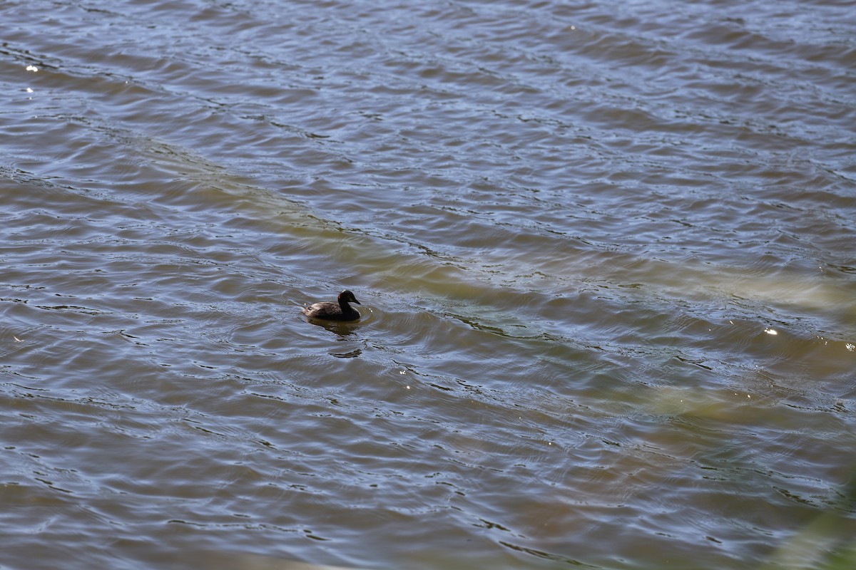 Австралийская поганка - ML646286429