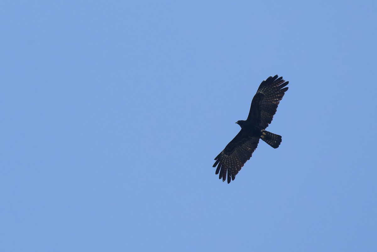 Black Eagle - ML646286443