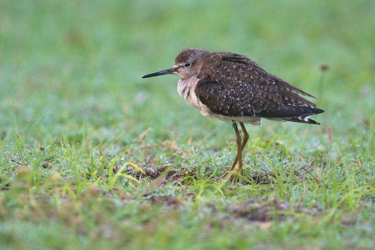 vodouš bahenní - ML646286445