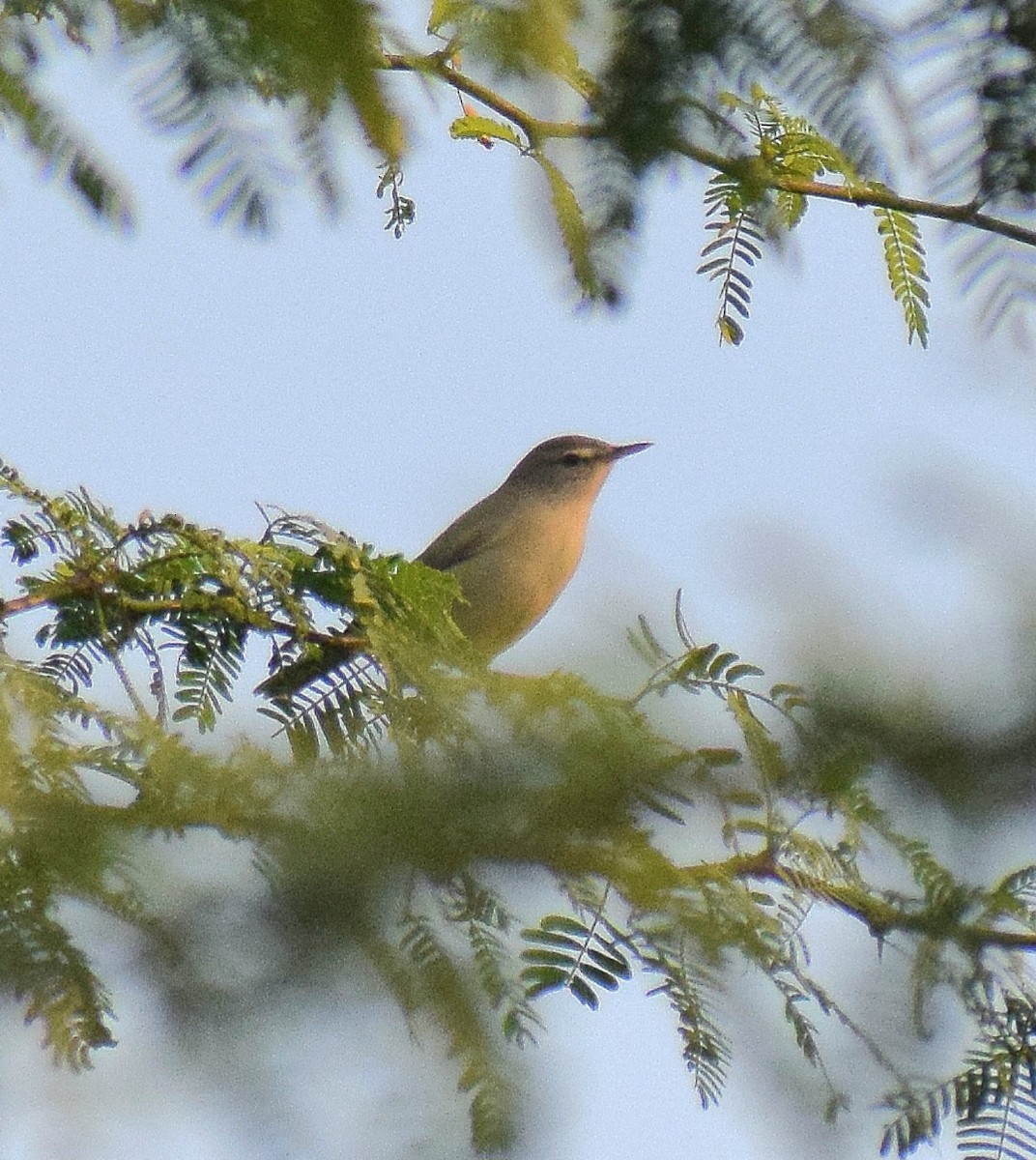 Sykes's Warbler - ML646286449