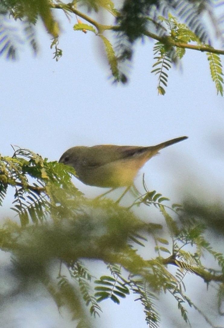 Sykes's Warbler - ML646286450