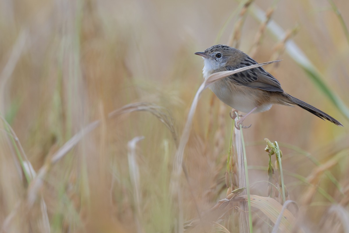 Golden-headed Cisticola - ML646286453