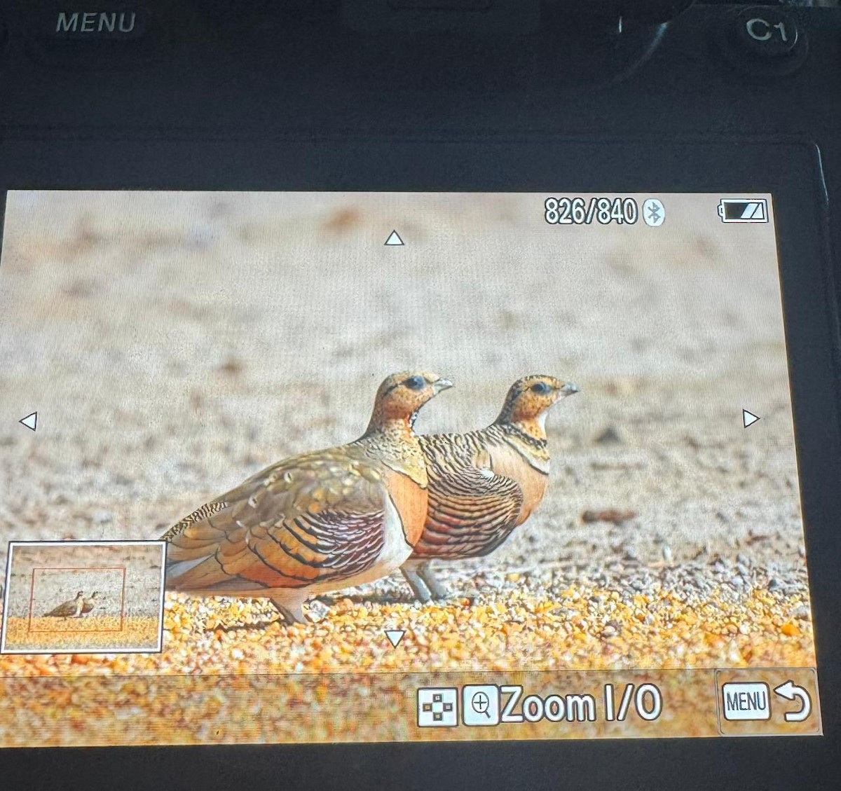 Pin-tailed Sandgrouse - ML646286464