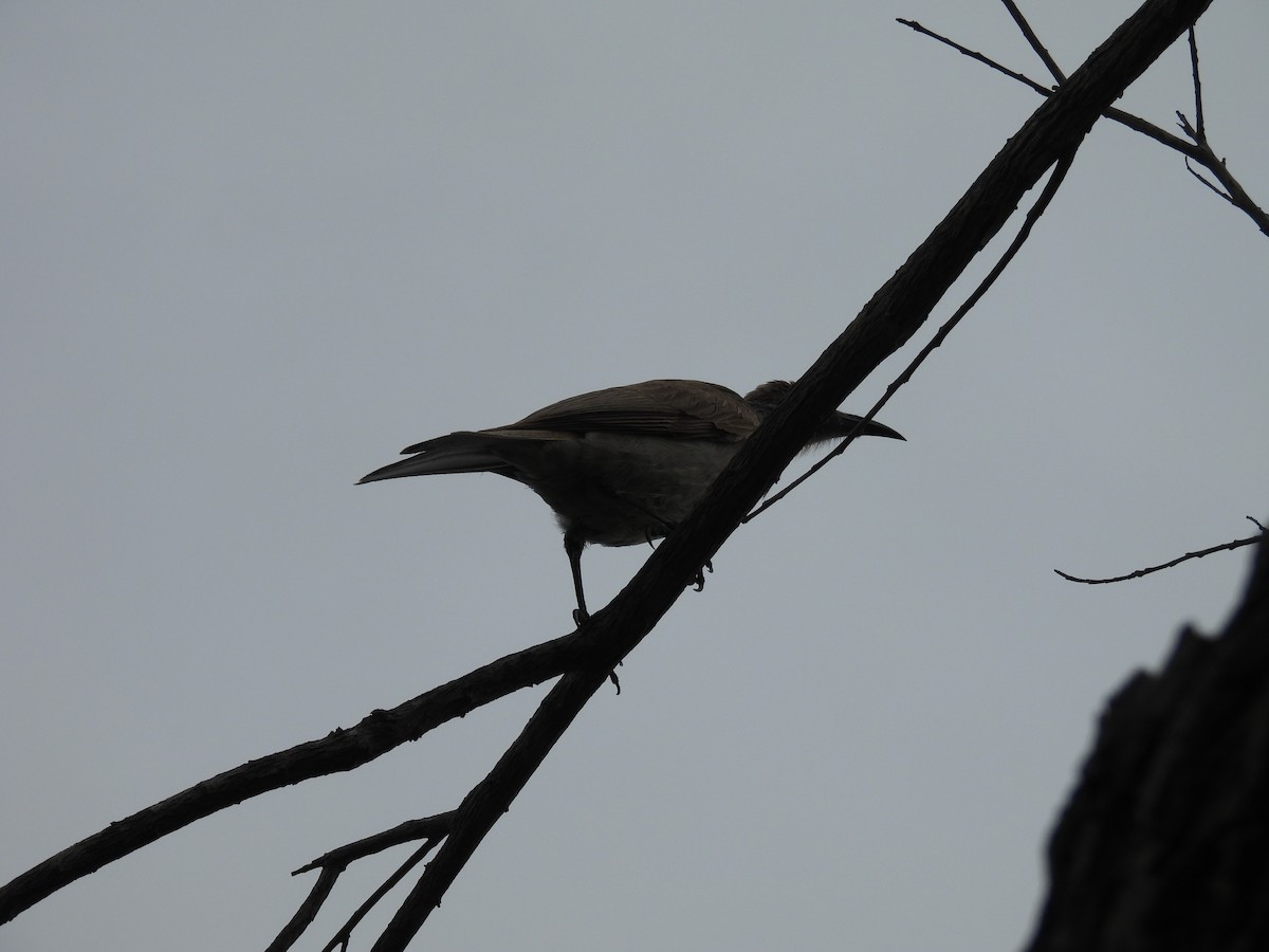 Little Friarbird - ML646286465