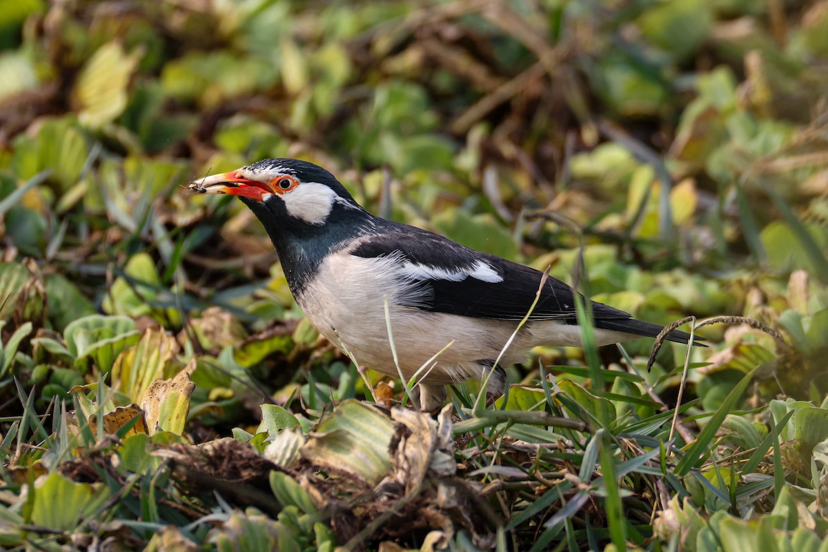 Indian Pied Starling - ML646286466