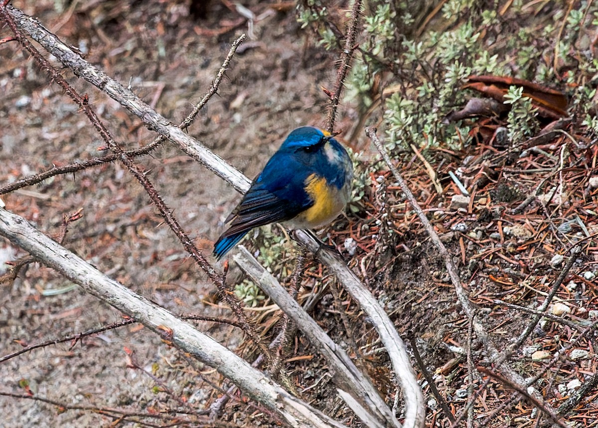 Himalayan Bluetail - ML646286471