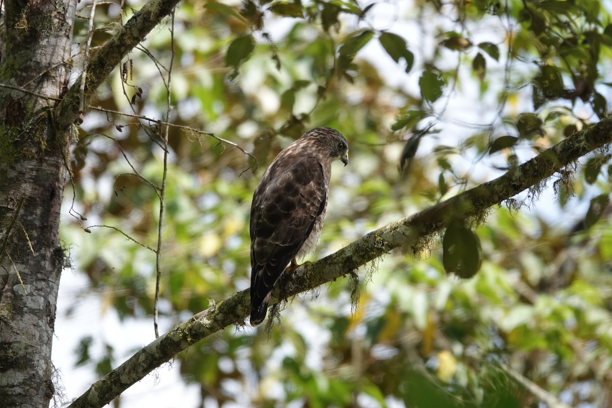 Broad-winged Hawk - ML646286473
