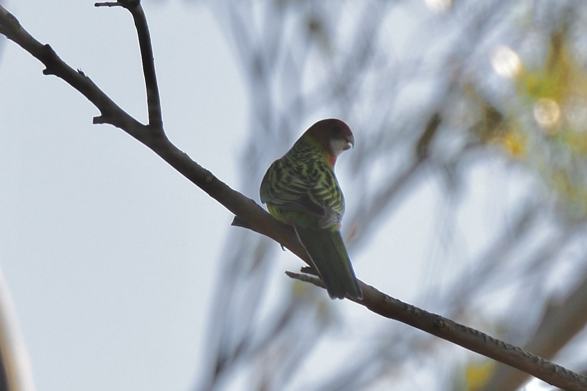Eastern Rosella - ML646286475