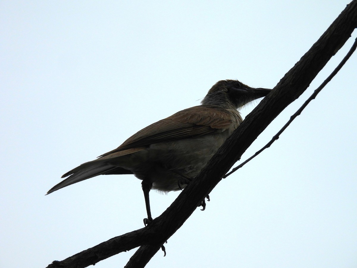 Little Friarbird - ML646286479