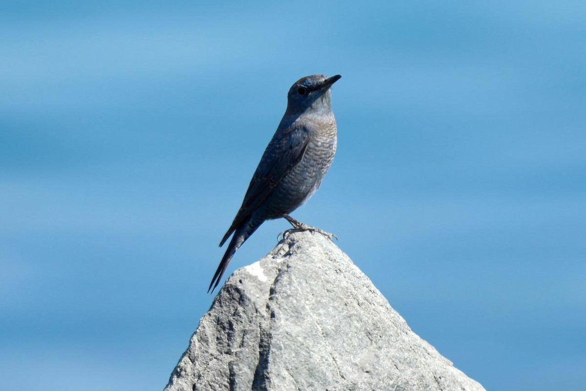 Blue Rock-Thrush - ML646286480