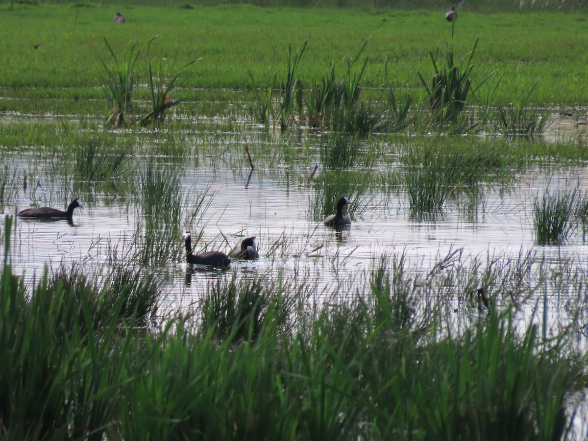 Red-knobbed Coot - ML646286484