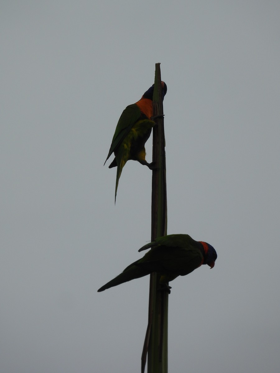 Red-collared Lorikeet - ML646286485