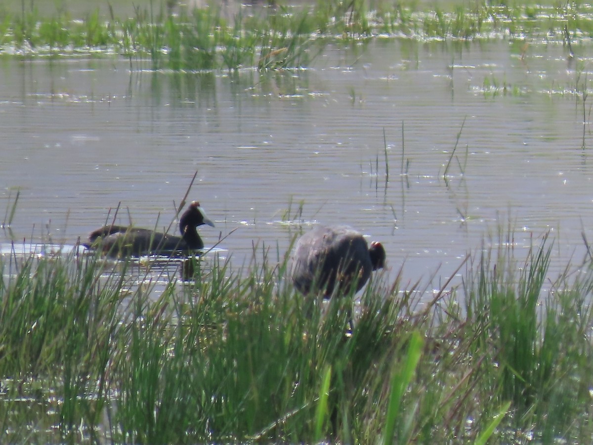 Red-knobbed Coot - ML646286487