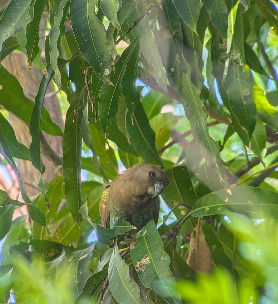 Meyer's Parrot - ML646286490