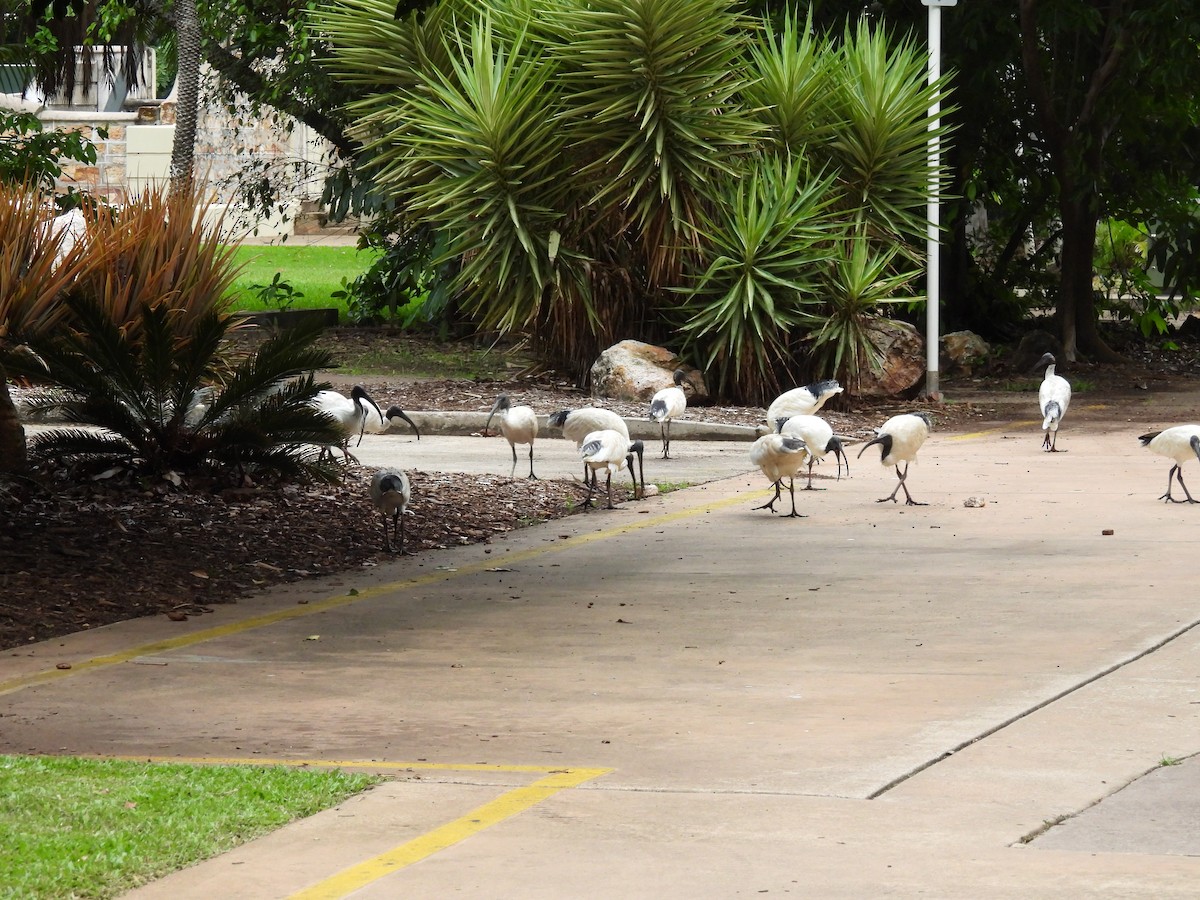 Australian Ibis - ML646286492