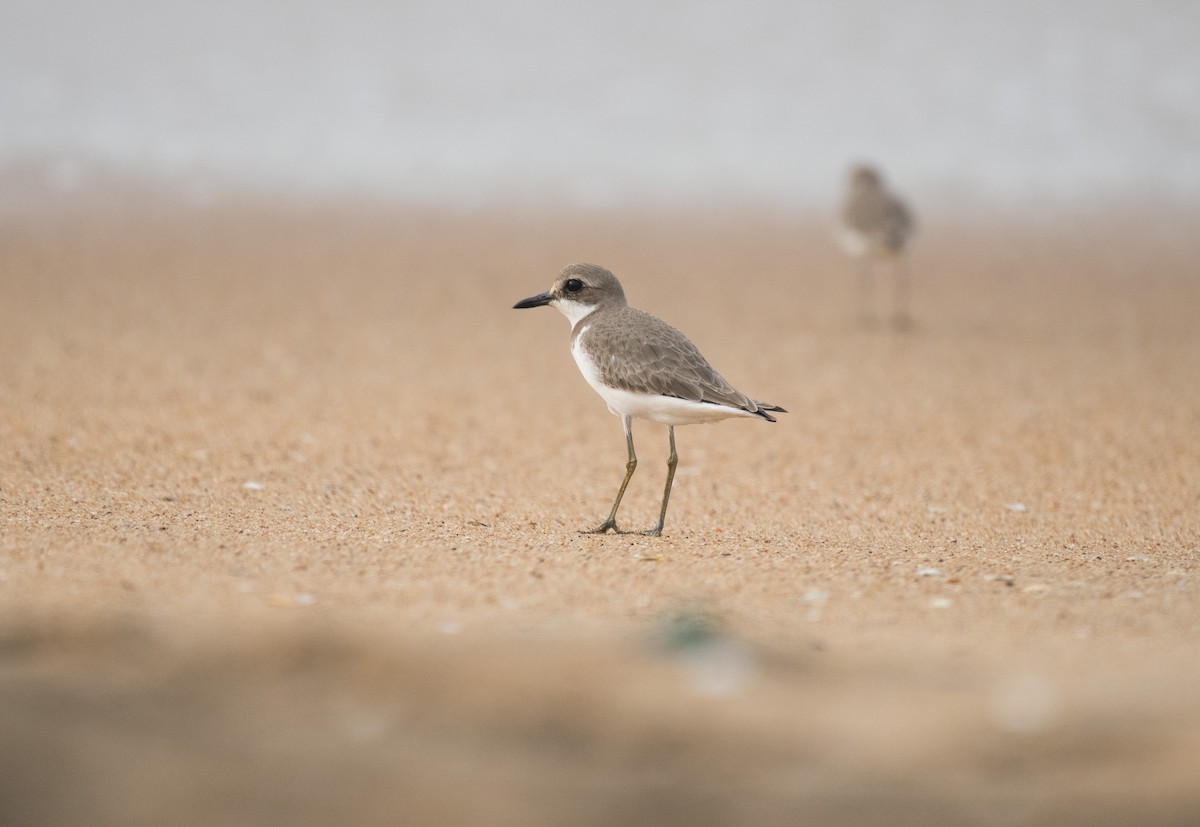 Greater Sand-Plover - ML646286495