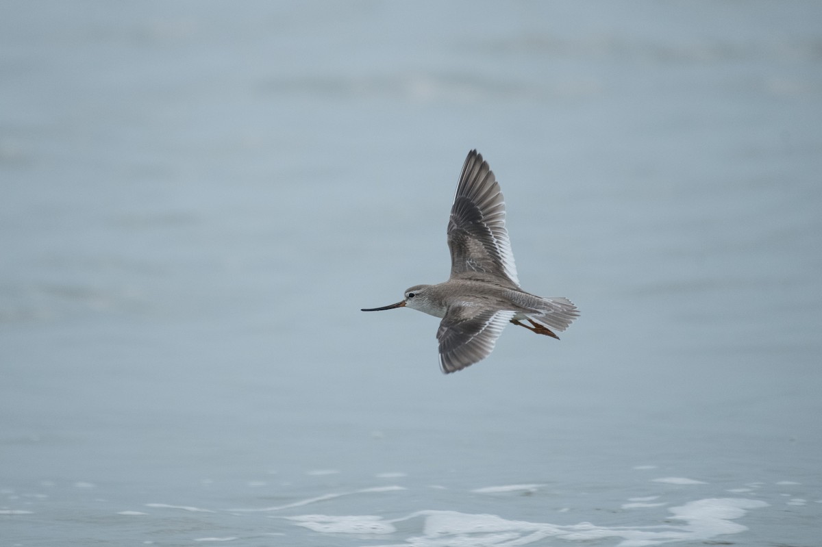 Terek Sandpiper - ML646286496