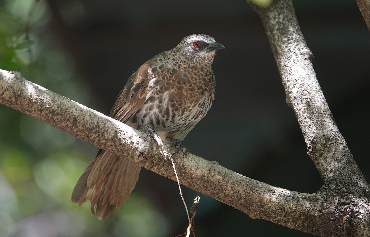 Hartlaub's Babbler - ML646286497