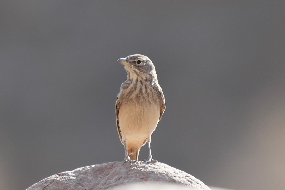 Desert Lark - ML646286499