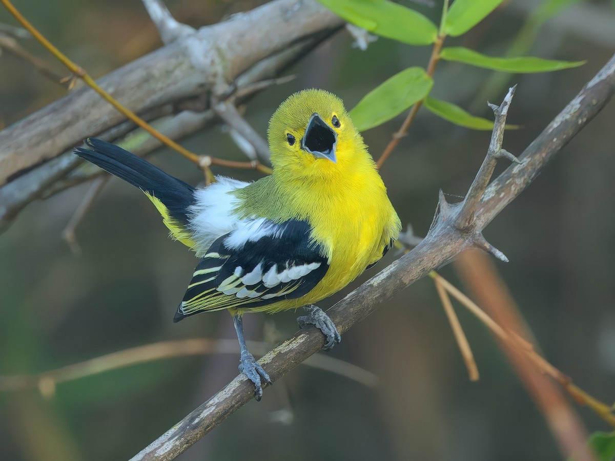 Common Iora - ML646286502