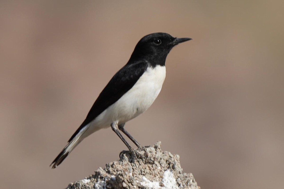 Hume's Wheatear - ML646286503
