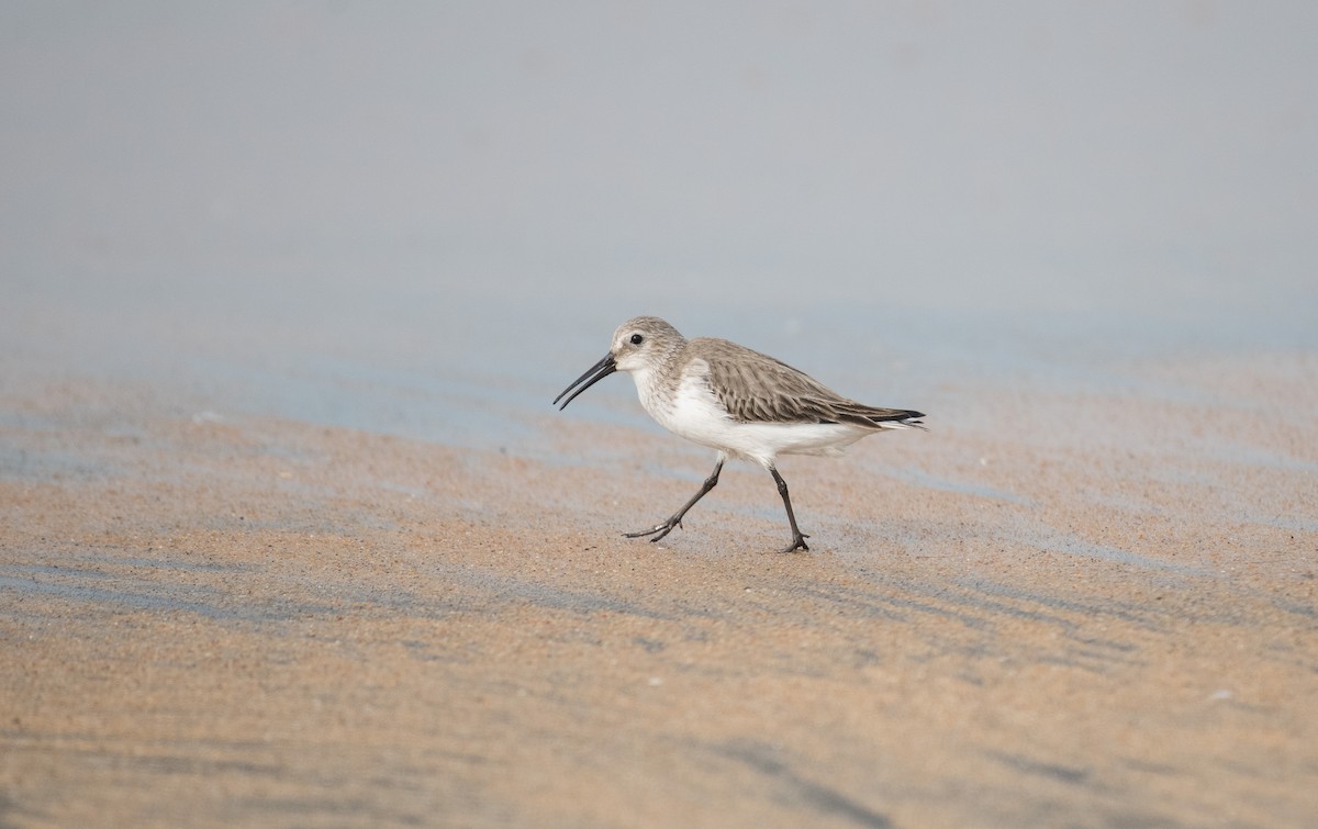 חופית אלפינית - ML646286507