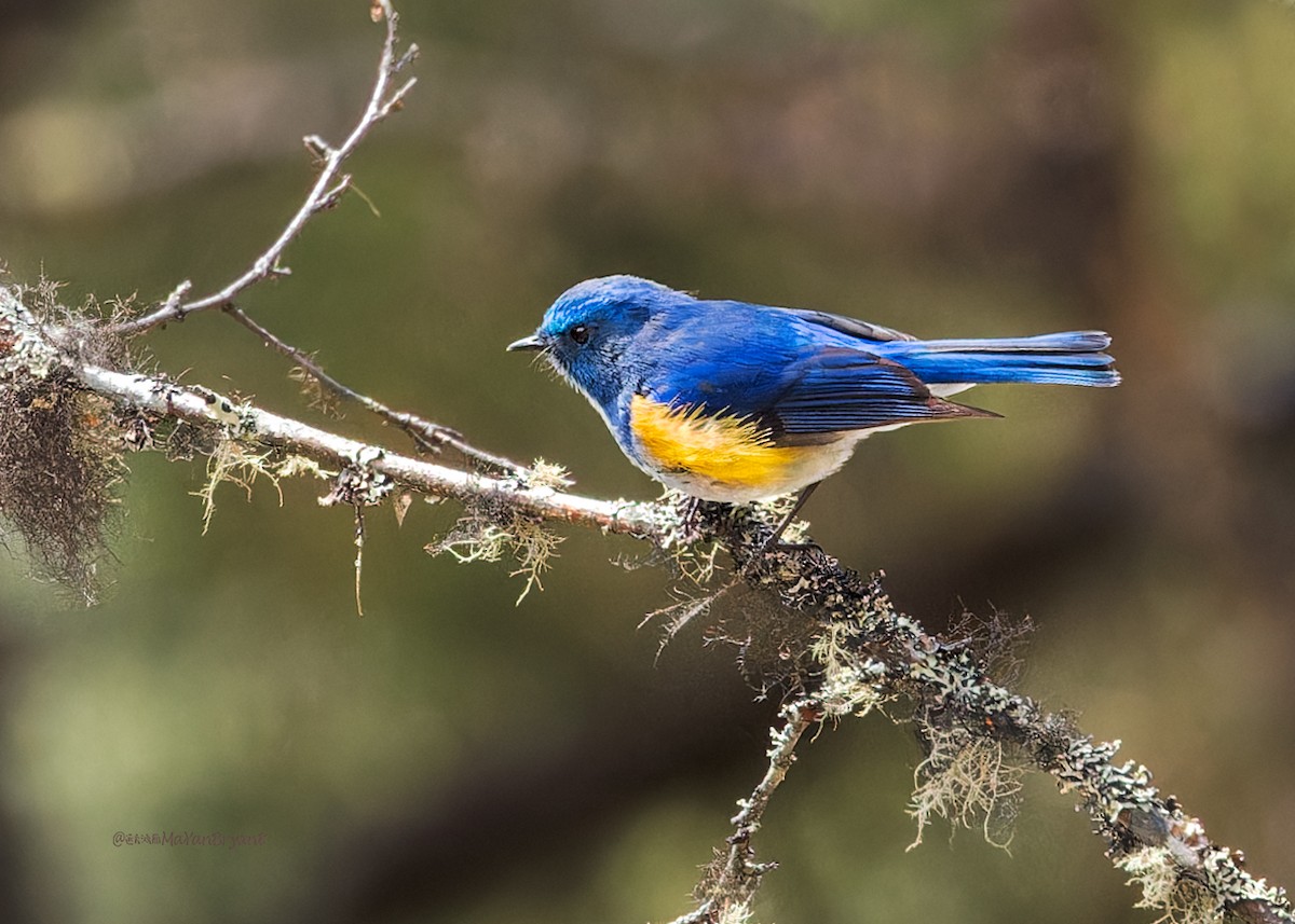 Himalayan Bluetail - ML646286508