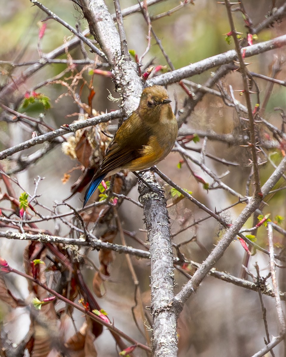 Himalayan Bluetail - ML646286509