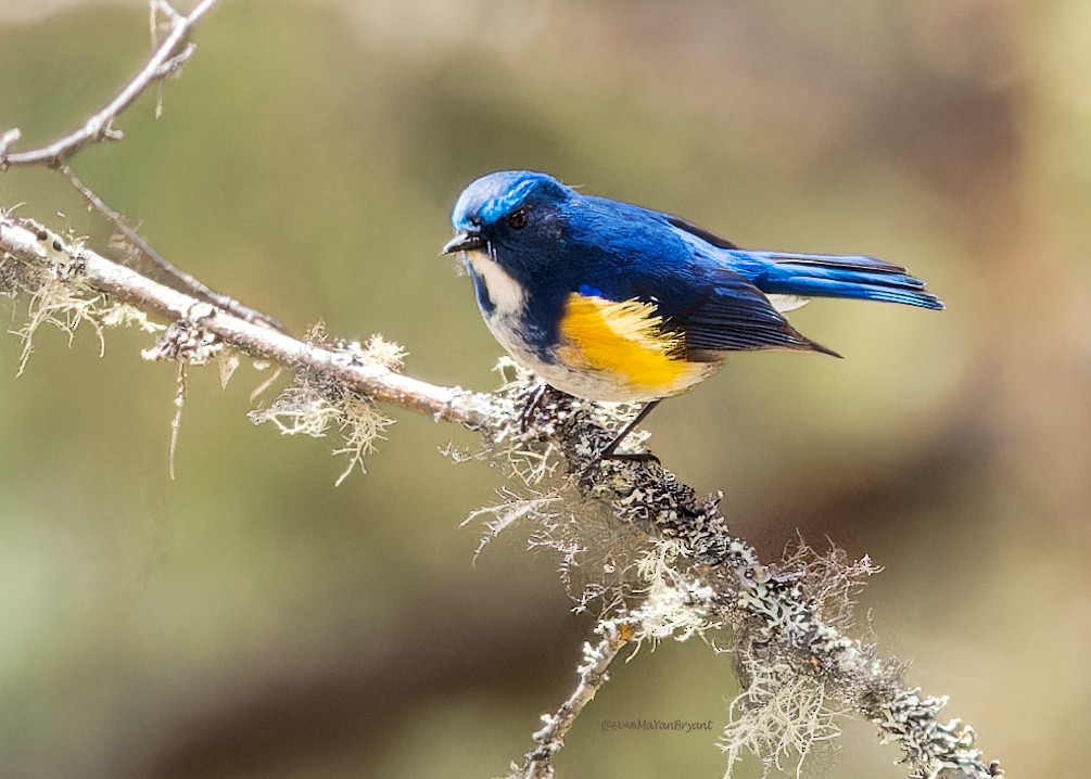 Himalayan Bluetail - ML646286510