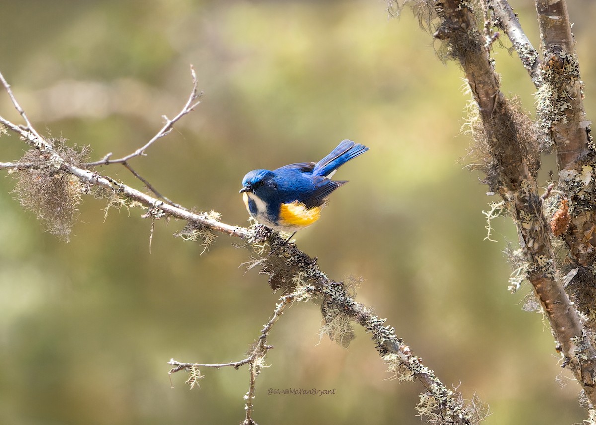 Himalayan Bluetail - ML646286511