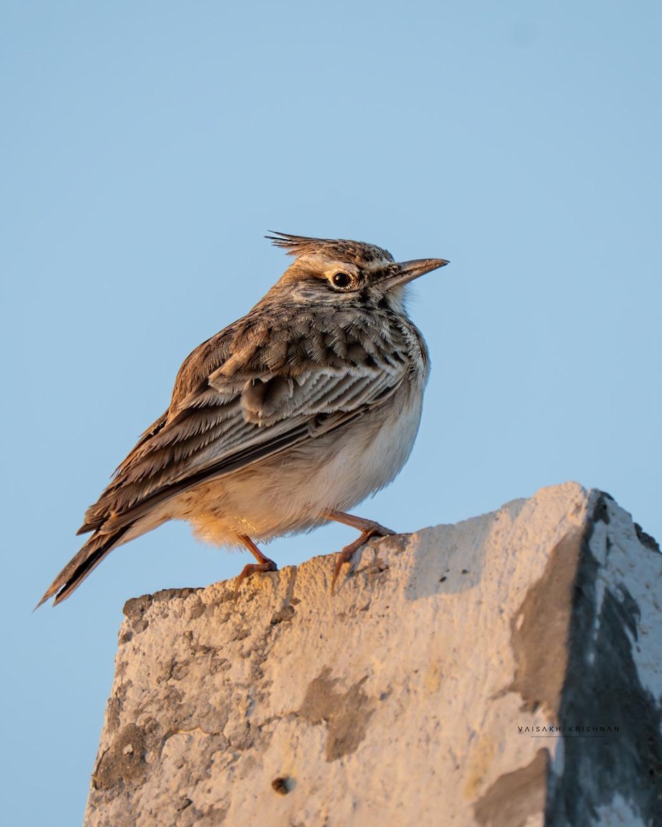 Crested Lark - ML646286515
