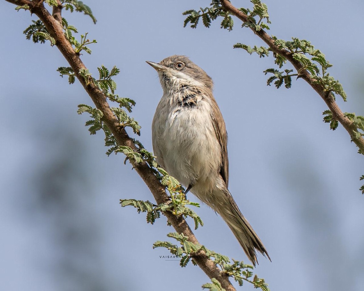 Lesser Whitethroat - ML646286517