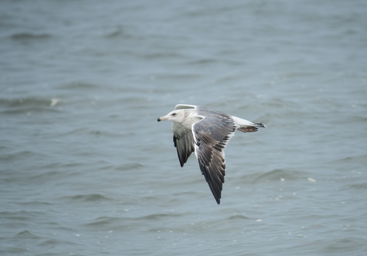 Lesser Black-backed Gull - ML646286523