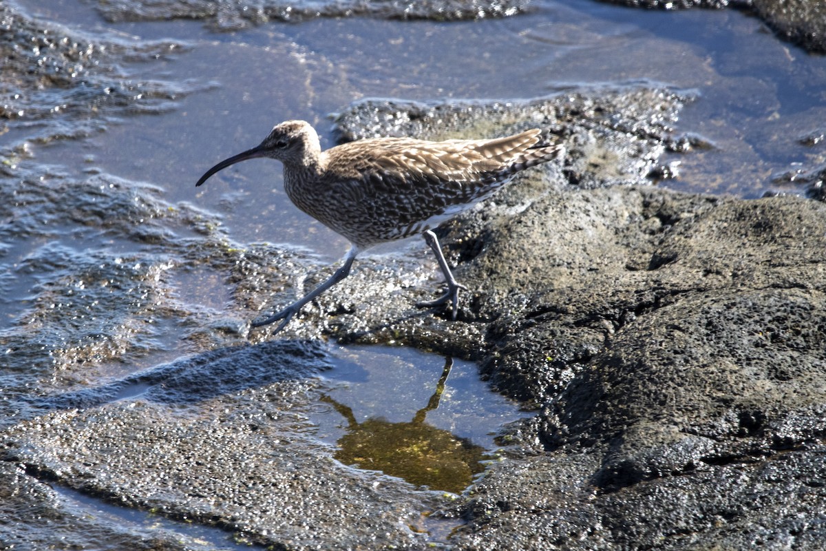 Eurasian Whimbrel - ML646286524