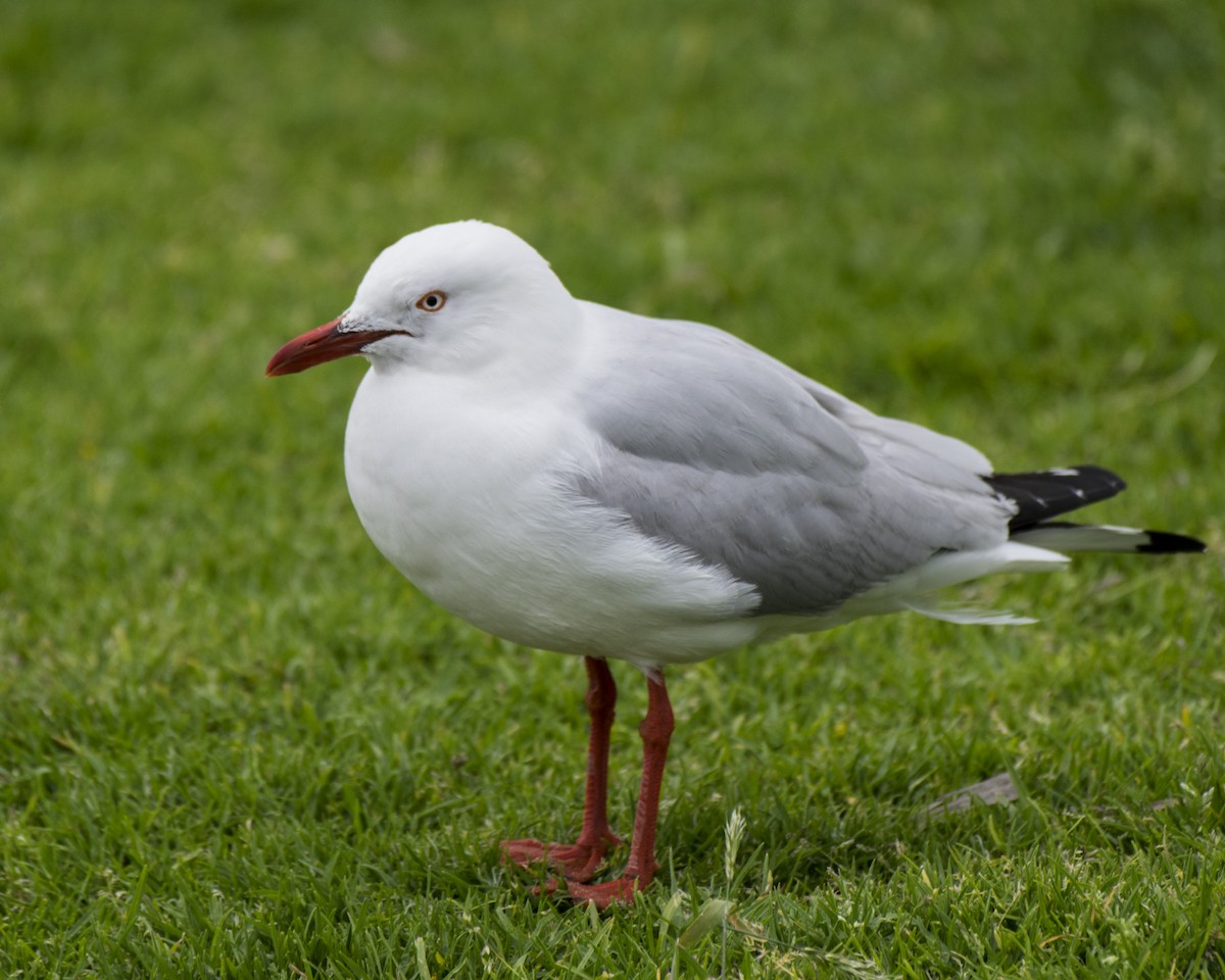 ギンカモメ（novaehollandiae／forsteri） - ML646286525
