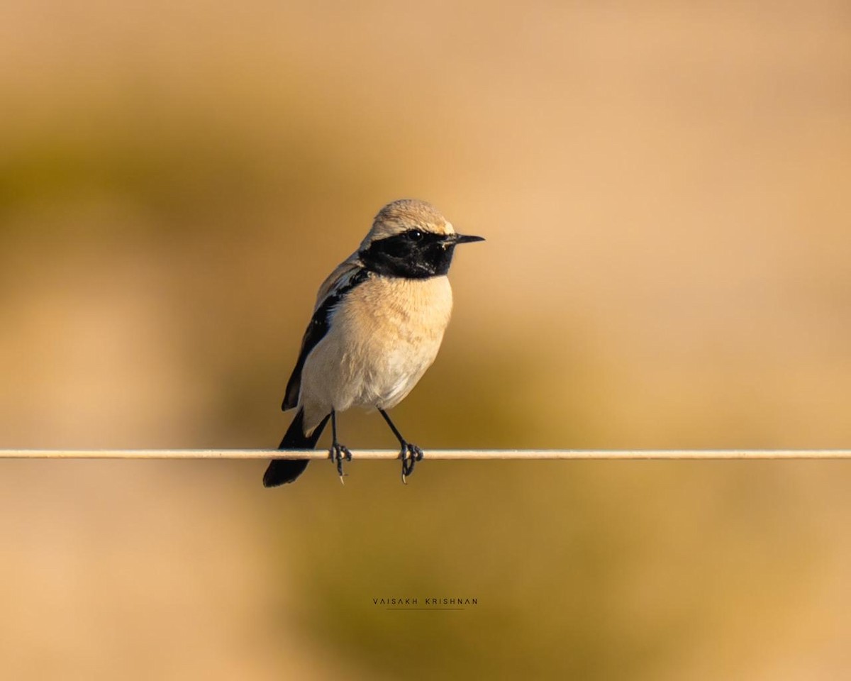 Desert Wheatear - ML646286526