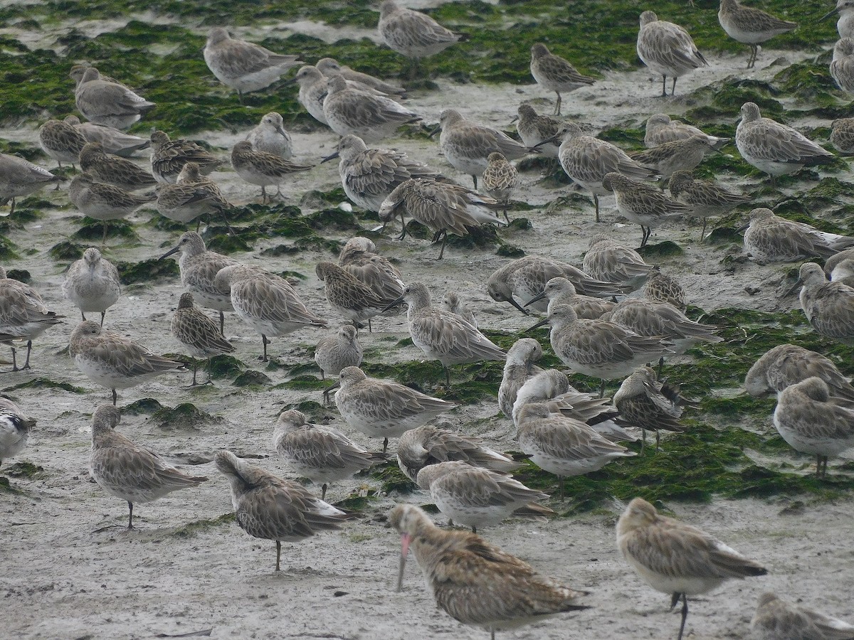 大濱鷸 - ML646286532