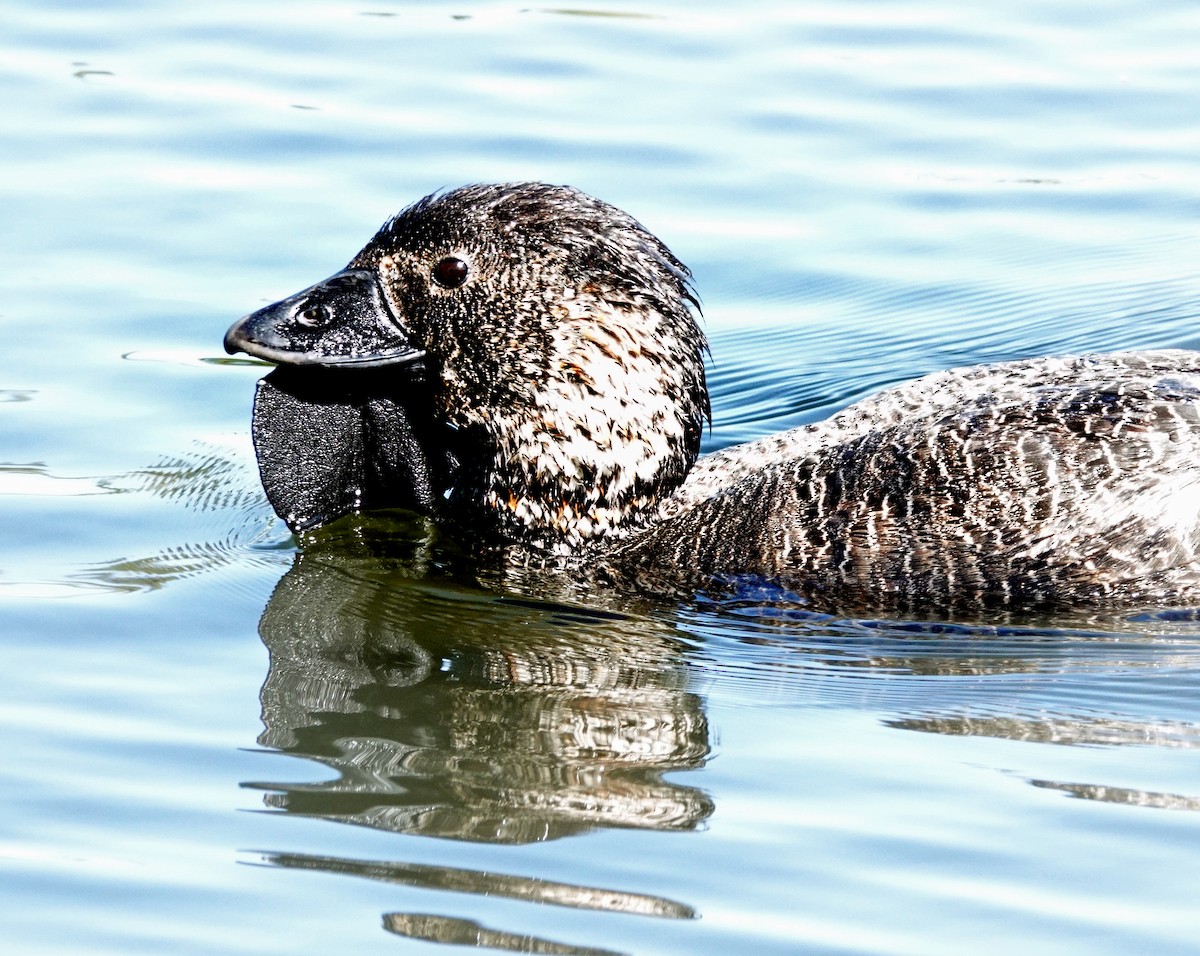 Musk Duck - ML646286533