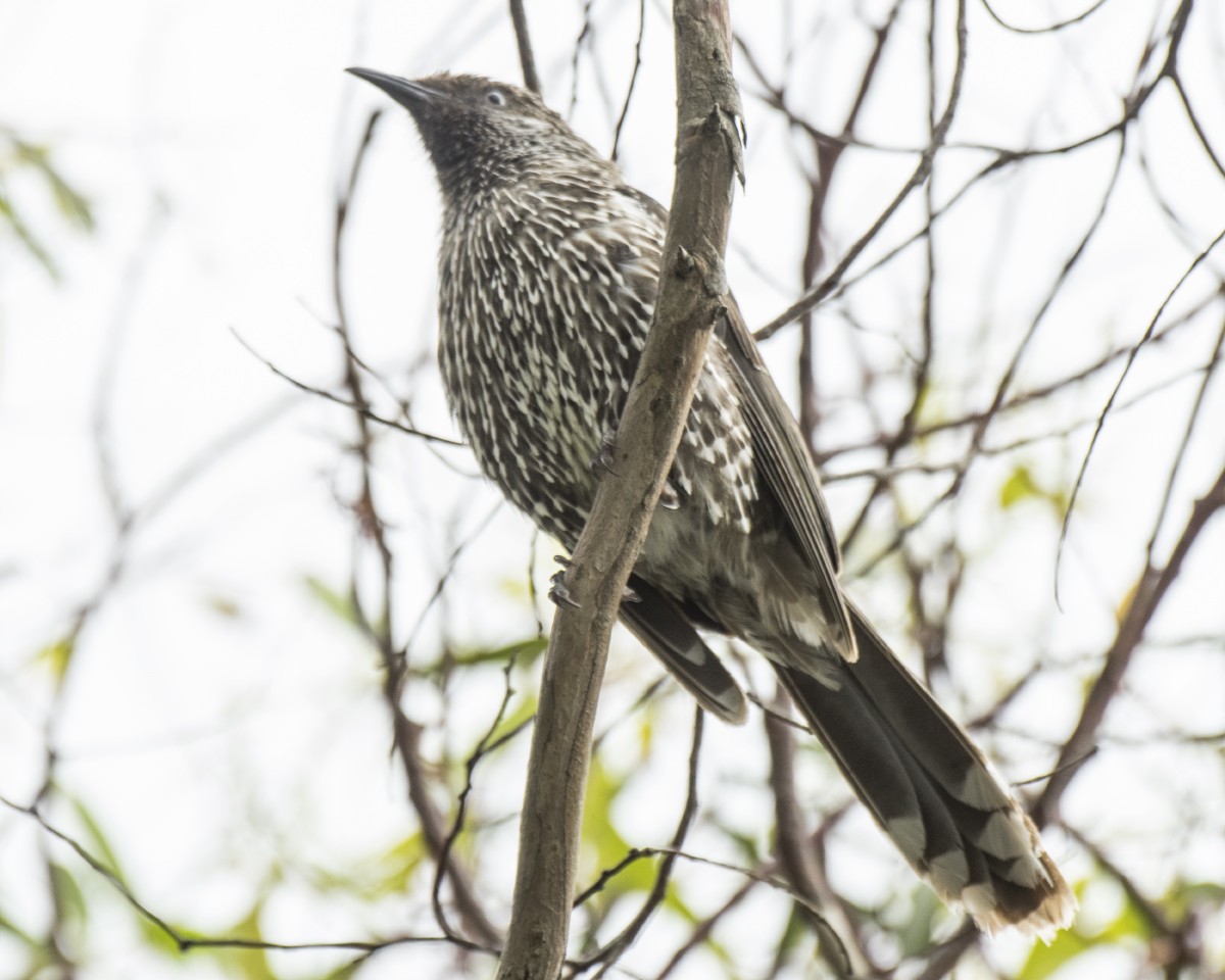 ハイガシラミツスイ - ML646286535